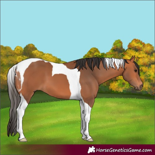 Horse Color:Bay Tobiano 