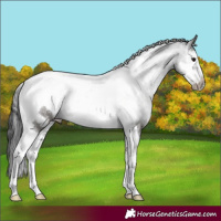 Horse Color:Black Sabino Tobiano Frame Rabicano 