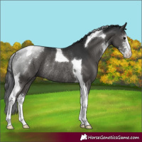 Horse Color:Black Sabino Tobiano Rabicano