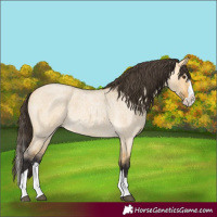 Horse Color:Buckskin Roan Dun Splash 