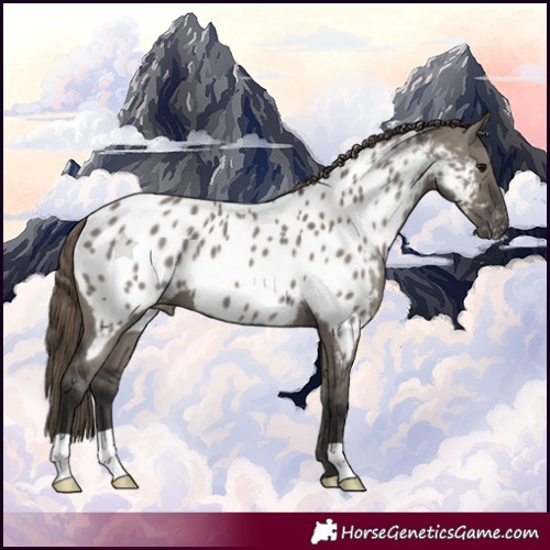 Horse Color:Smoky Grullo Appaloosa
