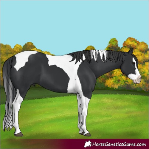 Horse Color:Black Splash Tobiano 