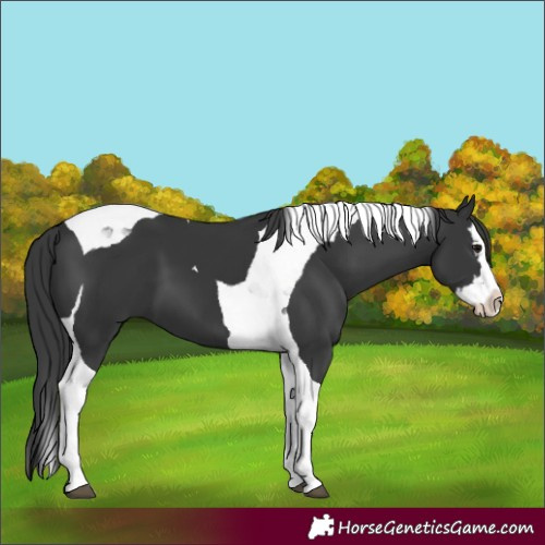 Horse Color:Black Splash Tobiano 