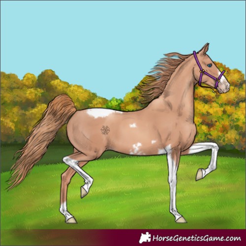 Horse Color:Gold Champagne Splash Tobiano Frame 