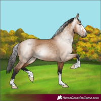 Horse Color:Gray Bay Dun 