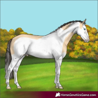 Horse Color:Buckskin Splash Frame