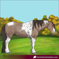 Horse Color:Classic Champagne Tobiano 