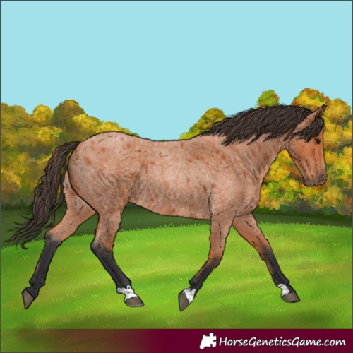 Horse Color:Bay Roan 
