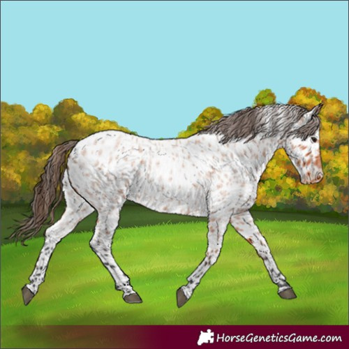 Horse Color:Bay Roan Appaloosa 