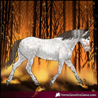 Horse Color:Bay Roan Near Leopard