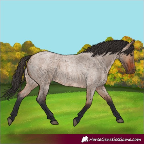 Horse Color:Bay Roan Dun Rabicano 