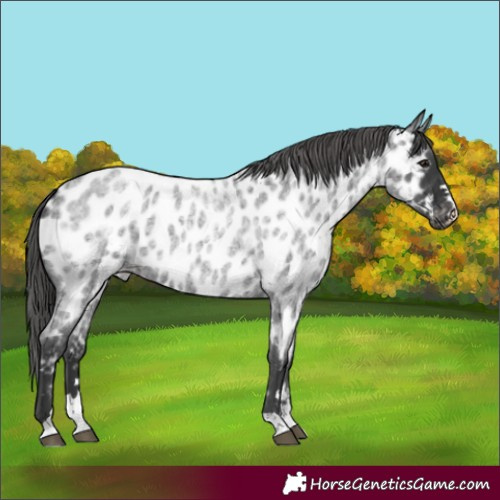 Horse Color:Blue Roan Appaloosa 