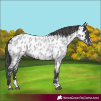 Horse Color:Blue Roan Near Leopard