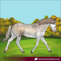 Horse Color:Chocolate Palomino Roan Onyx Sabino Splash