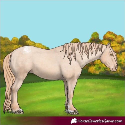 Horse Color:Gold Champagne Appaloosa 