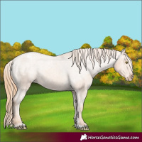 Horse Color:Gold Champagne Varnish 