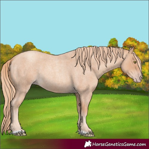 Horse Color:Gold Champagne Roan 