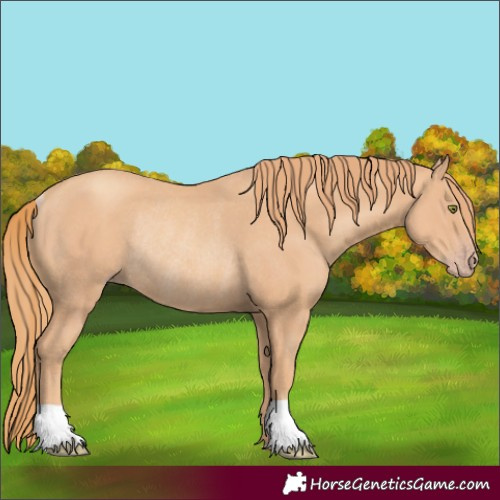 Horse Color:Gold Champagne Rabicano 