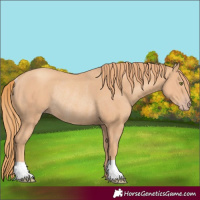 Horse Color:Gold Champagne Rabicano 