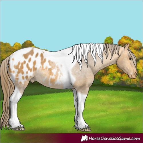 Horse Color:Buckskin Tobiano Blanket Rabicano 