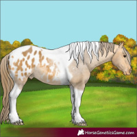Horse Color:Buckskin Tobiano Blanket Rabicano