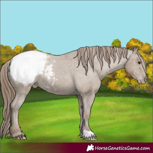 Horse Color:Classic Champagne Varnish