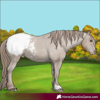 Horse Color:Classic Champagne Varnish