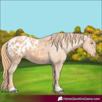 Horse Color:Gold Champagne Varnish