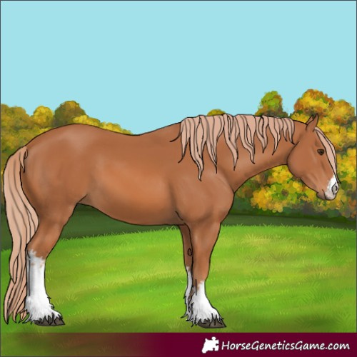 Horse Color:White Spotted Chestnut