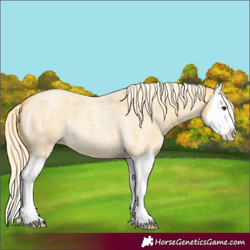 Horse Color:Palomino Roan Splash