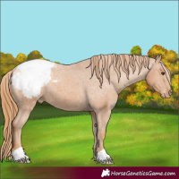 Horse Color:Chestnut Snowcap