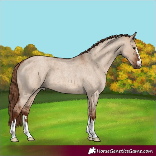 Horse Color:Red Dun Roan 