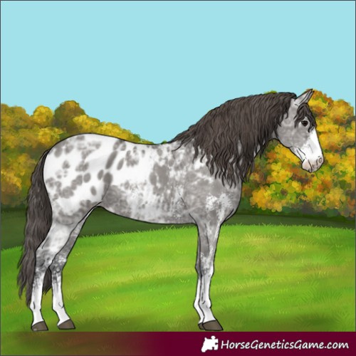 Horse Color:Grullo Ice Sabino Appaloosa 