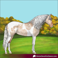 Horse Color:Silver Bay Dun Tobiano Appaloosa Rabicano 