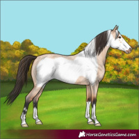 Horse Color:Bay Roan Dun Frame 