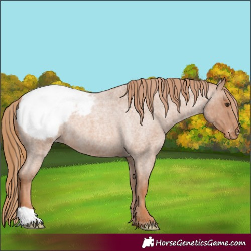 Horse Color:Red Roan Varnish