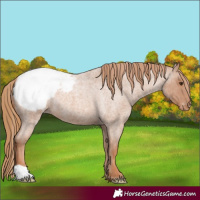 Horse Color:Red Roan Varnish 