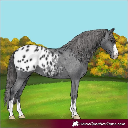 Horse Color:Black Appaloosa 