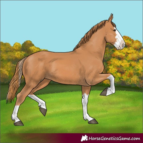 Horse Color:Chestnut Splash 
