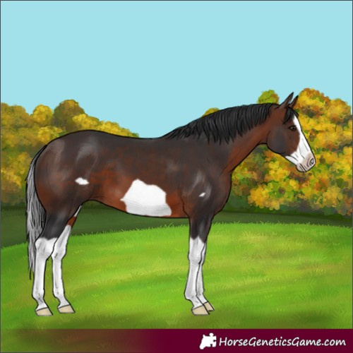 Horse Color:Brown Splash Frame 