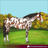Horse Color:Bay Splash Appaloosa