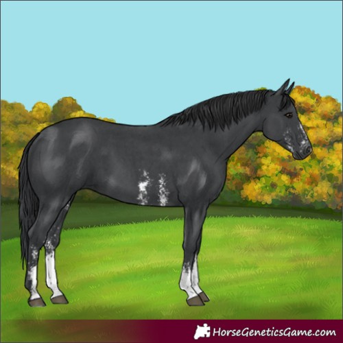Horse Color:Black Sabino 