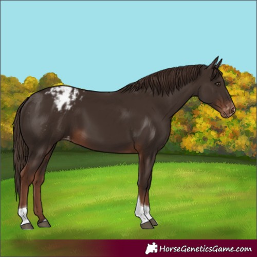 Horse Color:Liver Chestnut Tobiano Blanket 