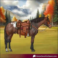 Horse Color:Bay Appaloosa 