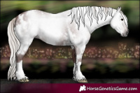 Horse Color:Gray White Spotted Chocolate Silver Black