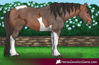 Horse Color:Bay Ice Tobiano 