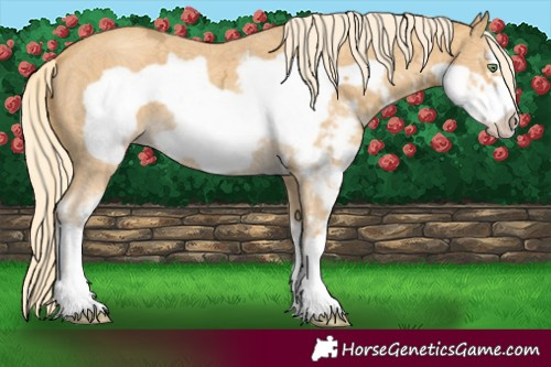 Horse Color:Gold Cream Champagne Ice Sabino Frame