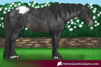 Horse Color:Platinum Brown Appaloosa Rabicano