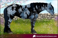 Horse Color:ERROR: UNKNOWN ANOMALY