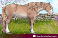 Horse Color:Gold Champagne Ice 